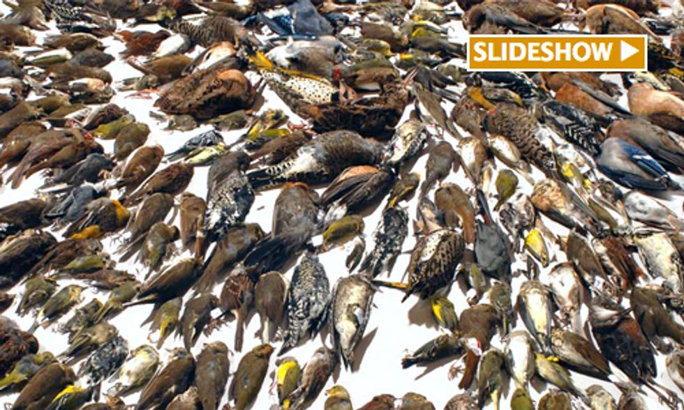 Study Finds Up to One Billion Birds Killed in Building Collisions Each Year