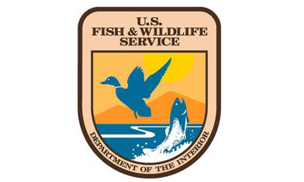 From Wolves to Beetles, Recent Findings Expose Flawed FWS Science
