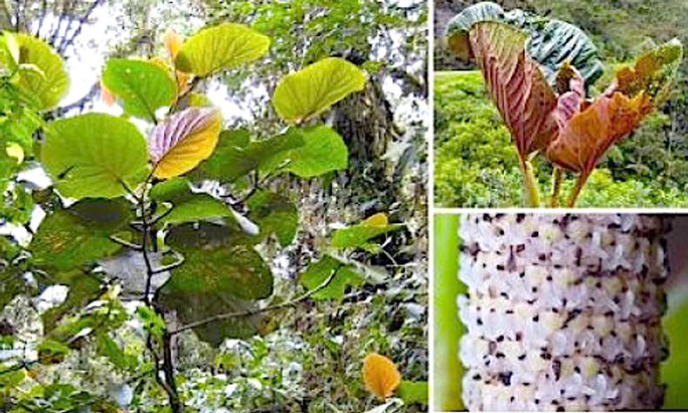 Newly Discovered Plant Supports 50 Different Species