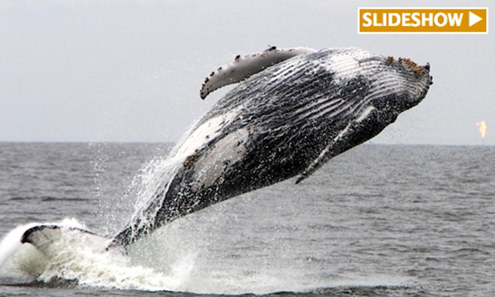 Study Finds Proximity to Offshore Oil and Gas Drilling Rigs Threaten Humpback Whales