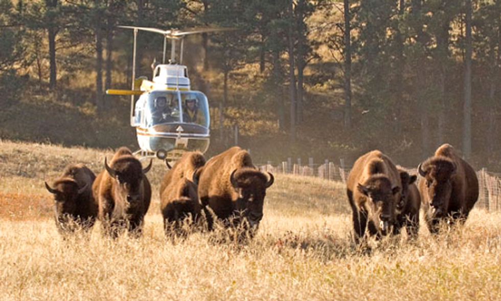 Yellowstone Begins 2014 Wild Bison Slaughter