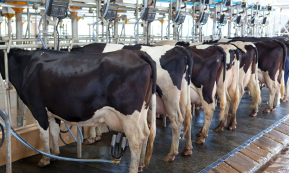 Too Big to Fail Organic? Horizon Factory Farm Accused of Skirting Laws