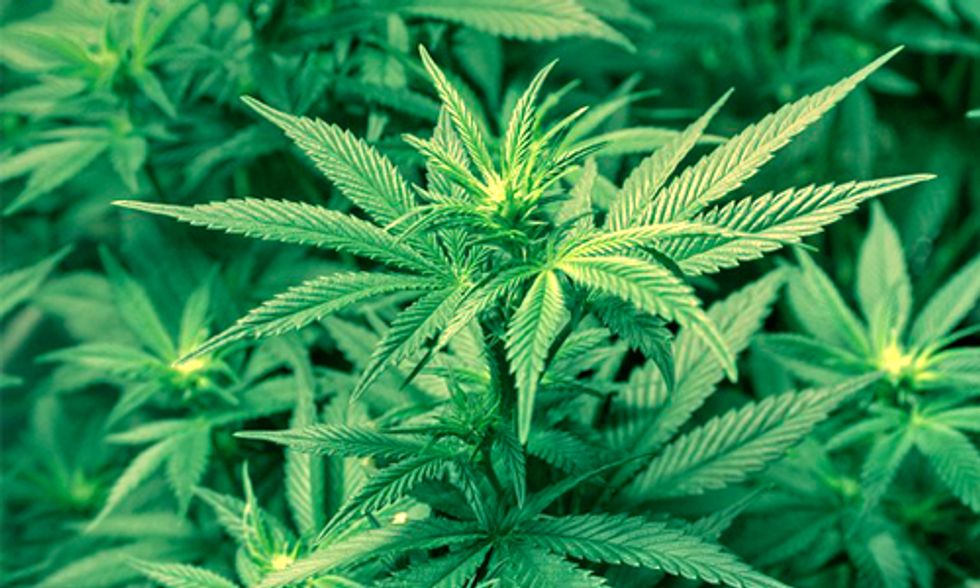 How Smoking Pot Kills Wildlife