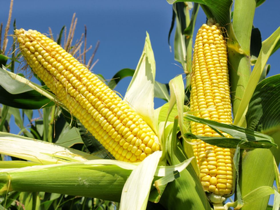 Despite Majority Opposition, GMO Corn Gets Green Light in Europe