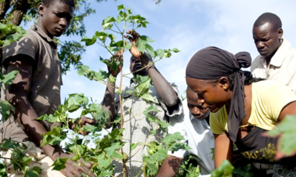 3 New Studies Show Benefits of Eliminating Pesticides on Cotton Fields