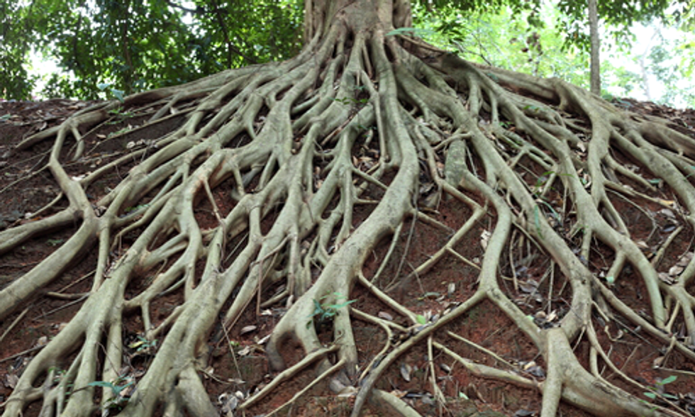 New Research Shows Tree Roots Regulate Co2 Keep Climate Stable Ecowatch