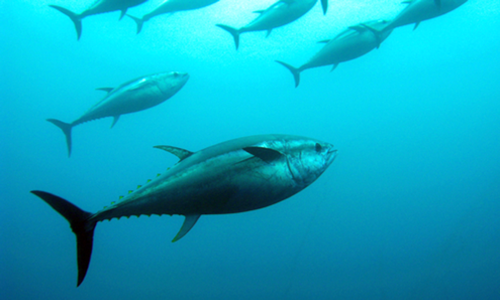 Bluefin Tuna Suffering From Heart Attacks Due to BP Gulf Oil Spill