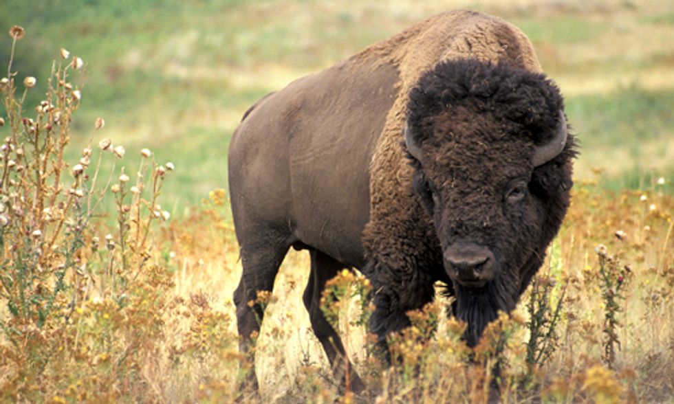 Update: Yellowstone Ships 17 More of America’s Last Wild Bison to Slaughter