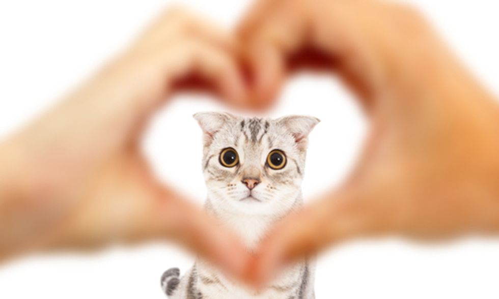 10 Pieces of Literature That Will Change Your Perspective on Animals