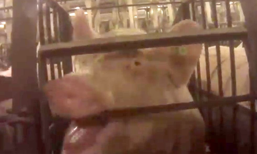 Humane Society Uncovers Unconscionable Animal Cruelty in Kentucky