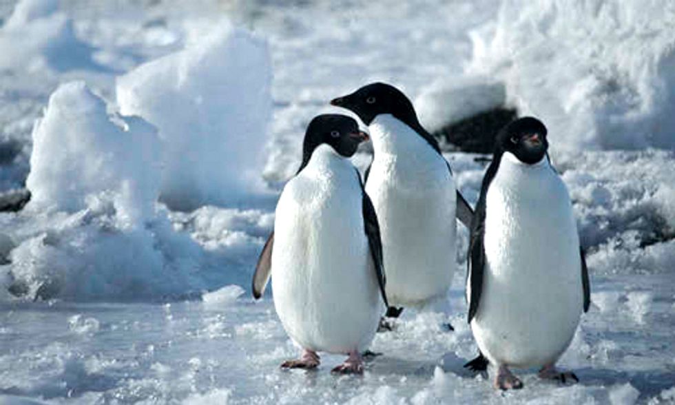 Documentary Spotlight: Antarctica, A Year on Ice