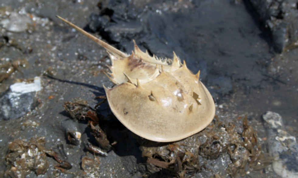 Biomedical Bleeding of Horseshoe Crabs for Pharmaceuticals Puts Species at Risk