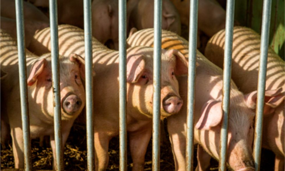 Factory Farms Poison Iowa's Drinking Water to Make Spam for China