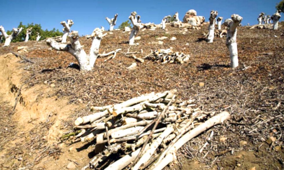 Hundreds of California Businesses Band Together in Face of Devastating Drought