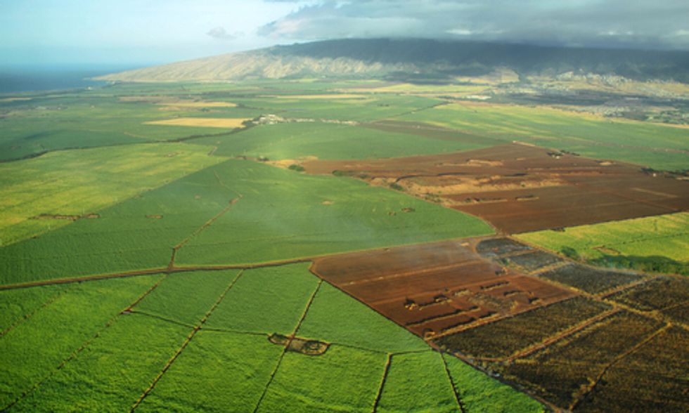 Petition Launched to Halt GMO Production, Pesticide Use in Hawaii