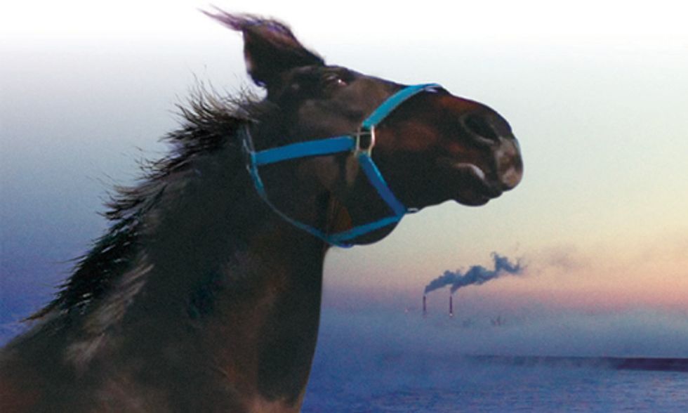 Documentary Spotlight: The Horses of Fukushima