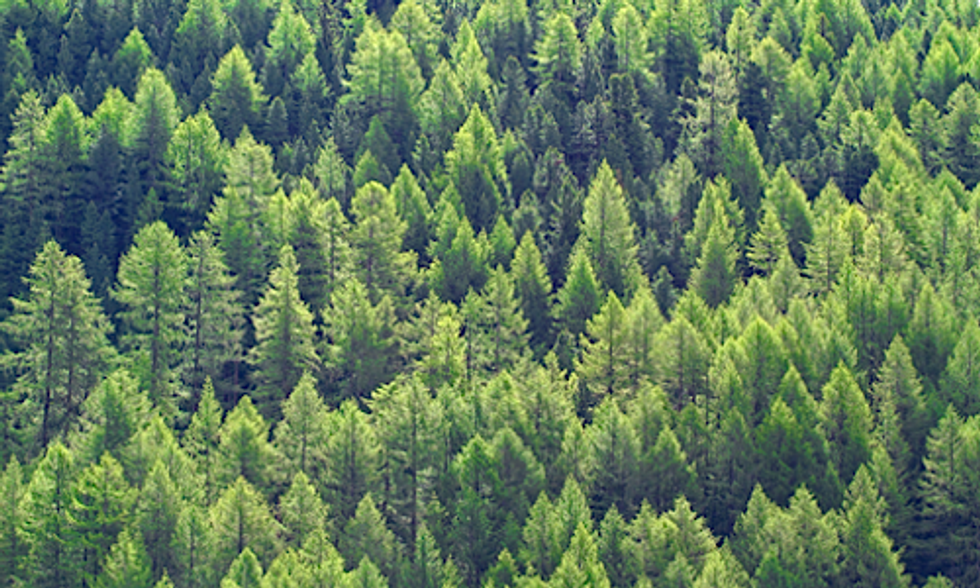 Research Finds Vapors From Coniferous Trees Could Help Slow Global Warming