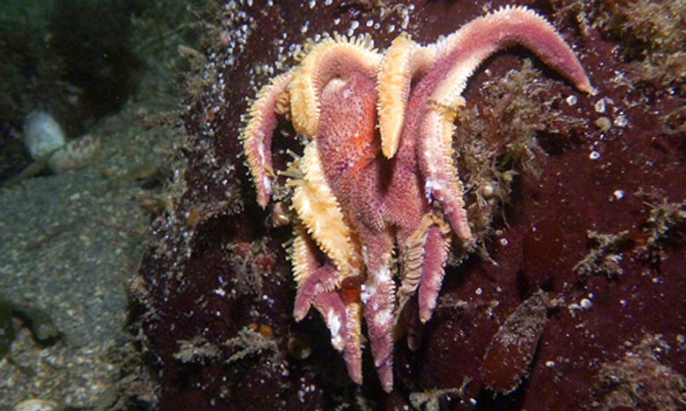 Why Are Starfish Melting?