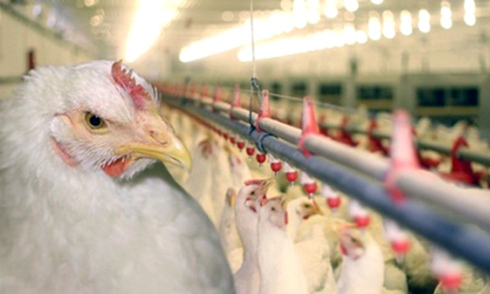 Playing Chicken With Our Health