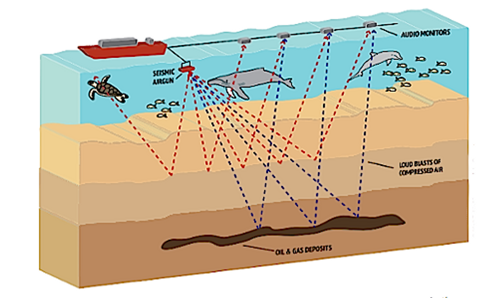 U.S. to Allow Seismic Airgun Testing for Offshore Drilling Exploration, Will Threaten Marine Life