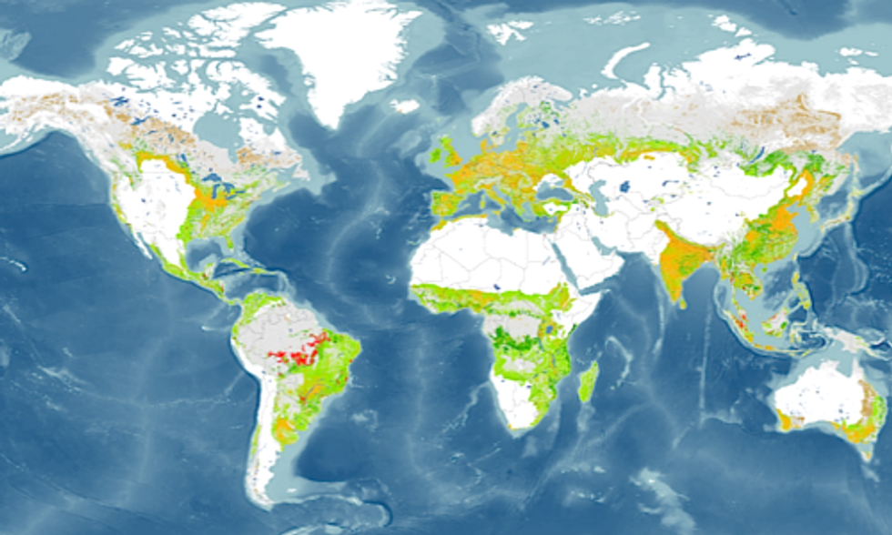 Bamboo: The Secret Weapon for Forest Restoration?