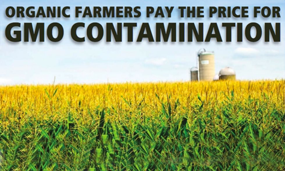 Survey Shows Organic Farmers Pay the Price for GMO Contamination