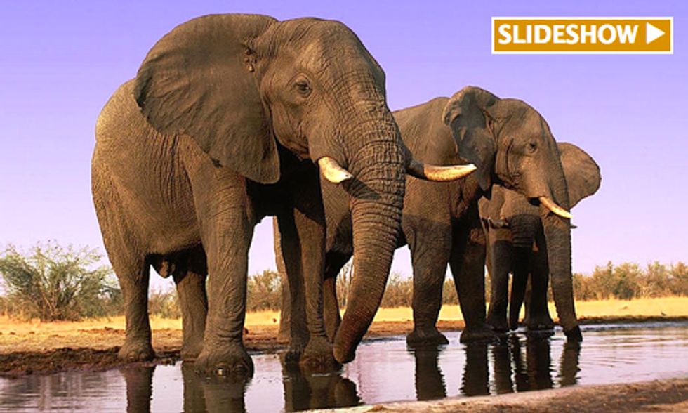First-Ever World Wildlife Day Focuses Attention on Illegal Poaching and Trafficking