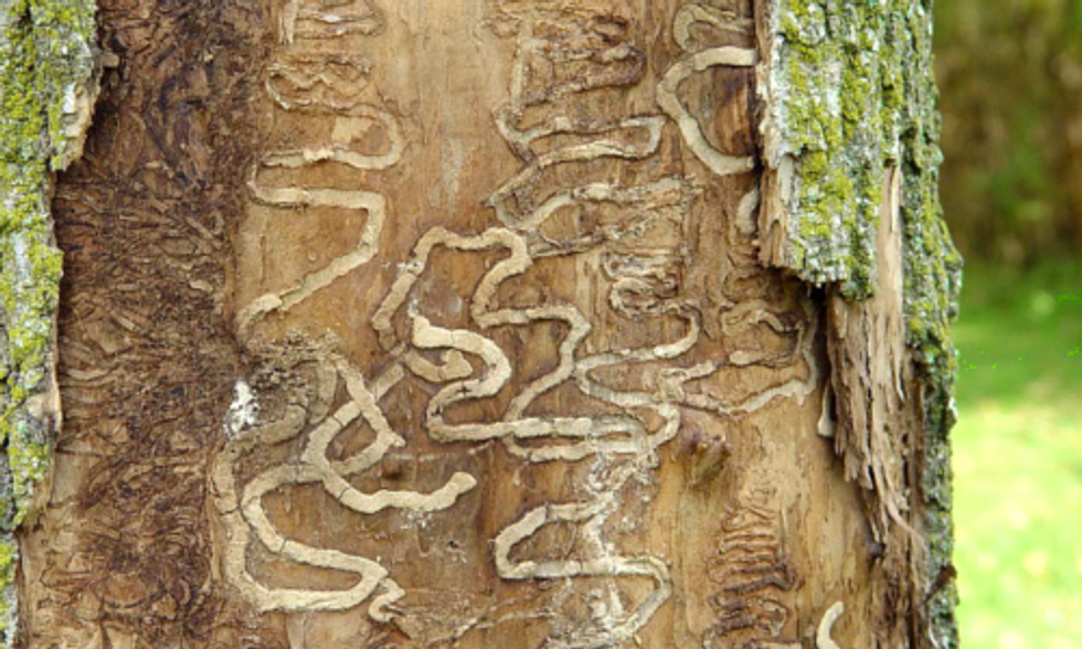 Could This Winter's Harsh Weather Wipe Out Invasive Insects?