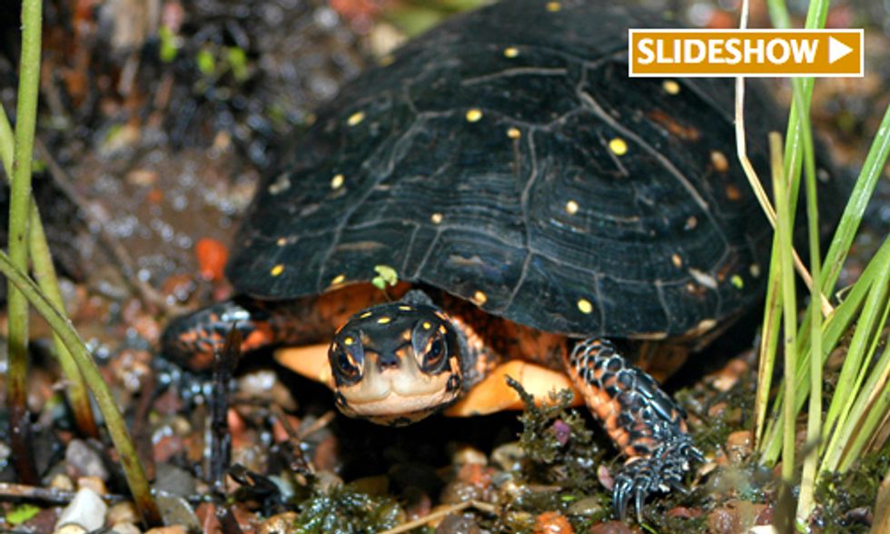 345 Species at Risk in Canada