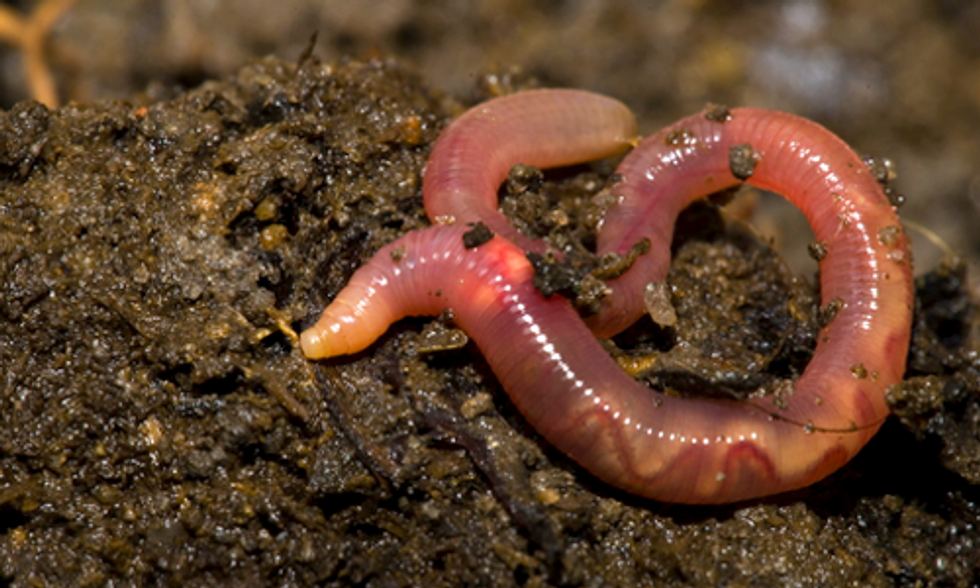 10-interesting-facts-about-earthworms-ecowatch