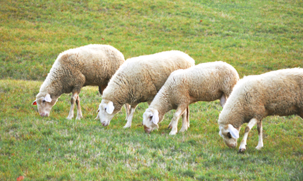 Grazing Animals Could Save Biodiversity in Over-Fertilized Grasslands Worldwide