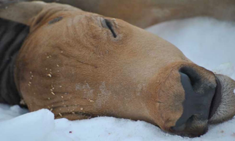 Yellowstone Announces End to 2014 Bison Slaughter Following One-Man Blockade