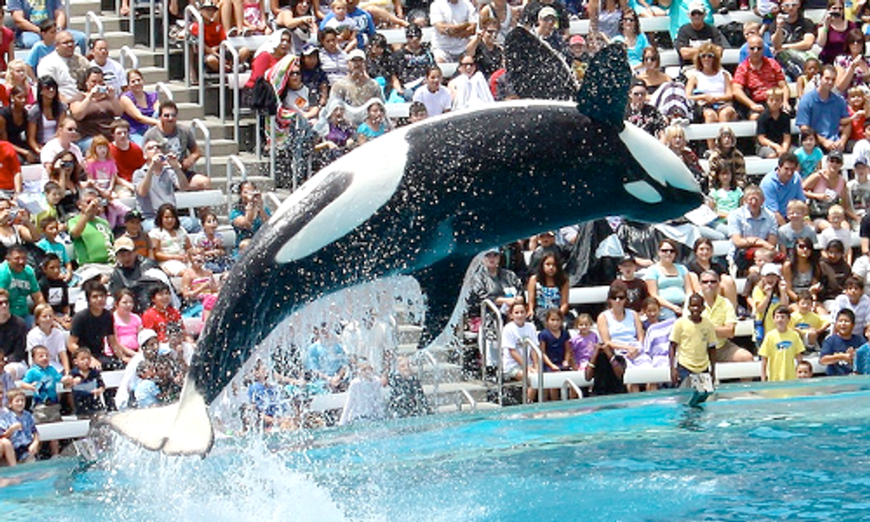 California Bill Seeks to Ban Orcas in Captivity at Marine Parks