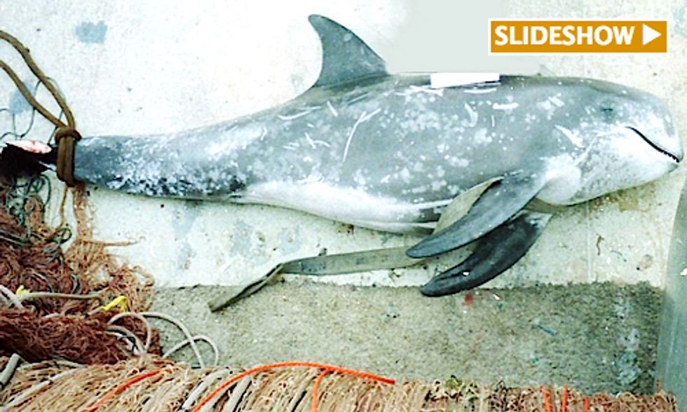 Victory for Marine Life as Deadly Driftnet Proposal Is Voted Down