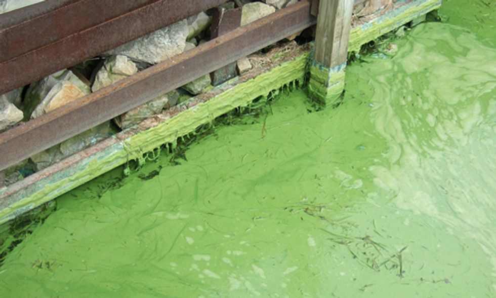 Waterkeeper Alliance: Factory Farm Swine Operation Violates Clean Water Act