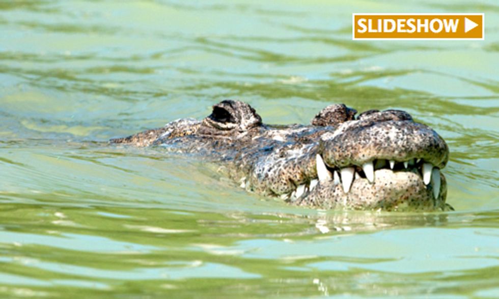 15 Endangered Species You Can Spot in U.S. National Wildlife Refuges