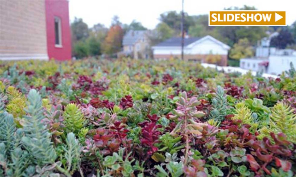Celebrating the Burgeoning Green Roof Scene in DC