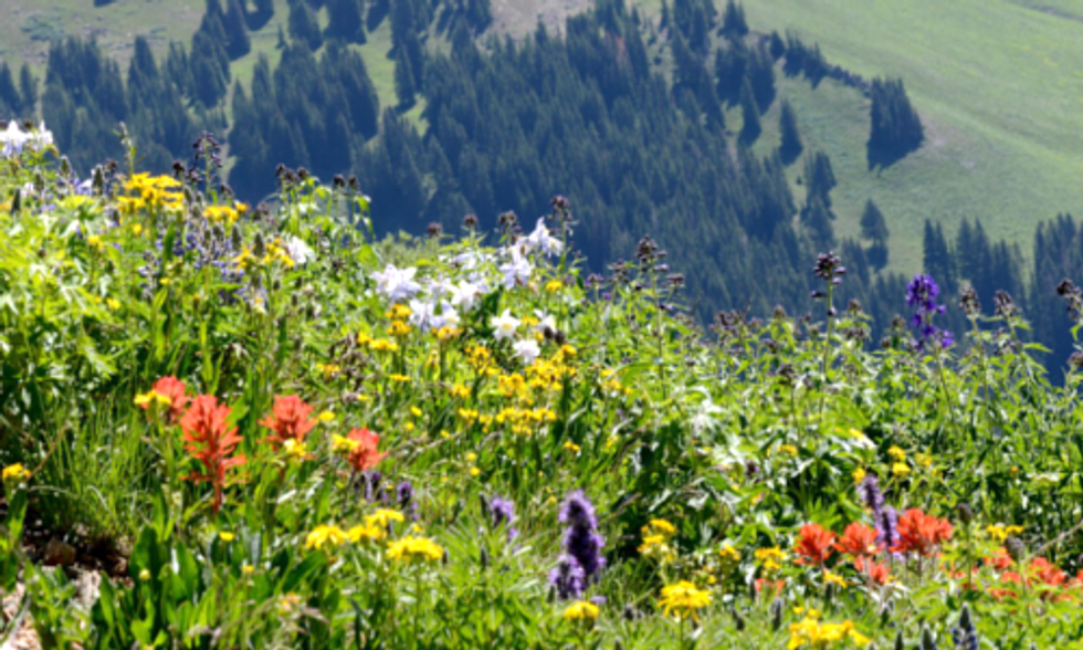 Plants of the Colorado Rockies Show Impact of Climate Change