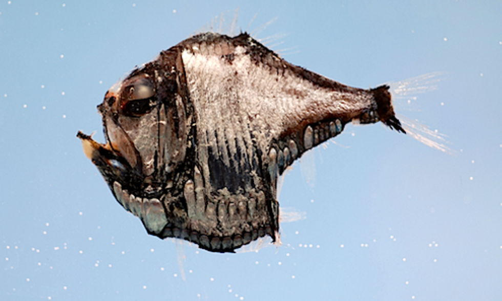 10 Wildlife Species You May Not Know Exist in the Gulf of Mexico