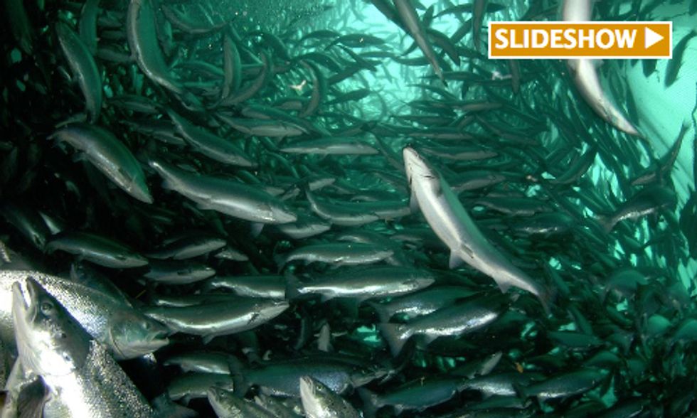 is-farmed-salmon-safe-to-eat-ecowatch