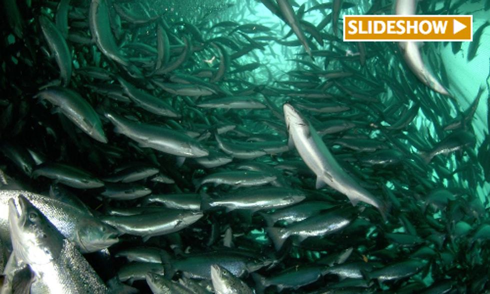 Is Farmed Salmon Safe to Eat?