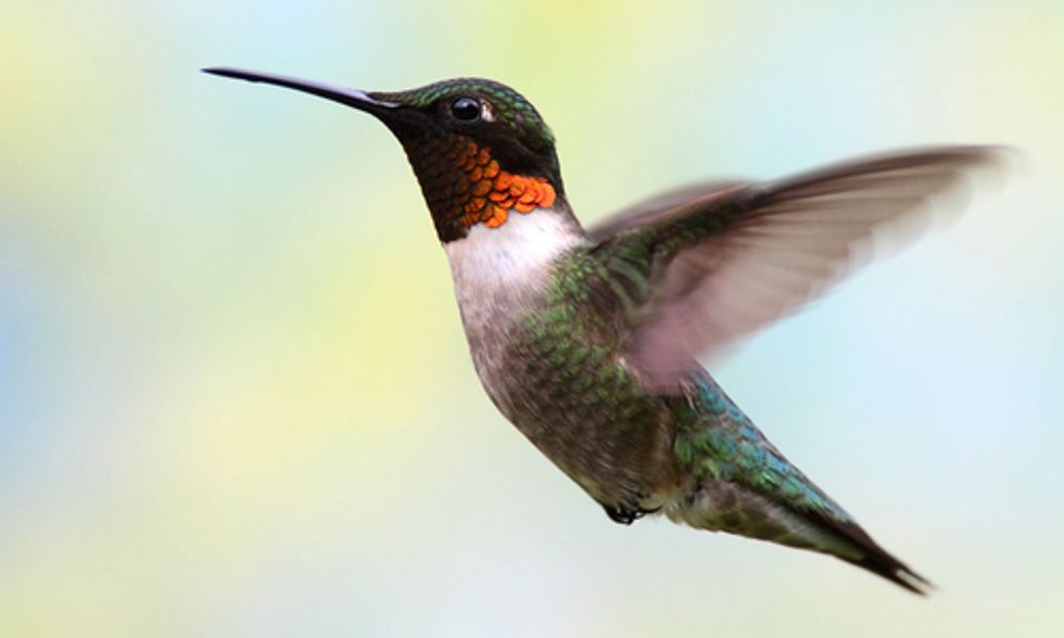 Top 10 Ways to Help Birds This Spring