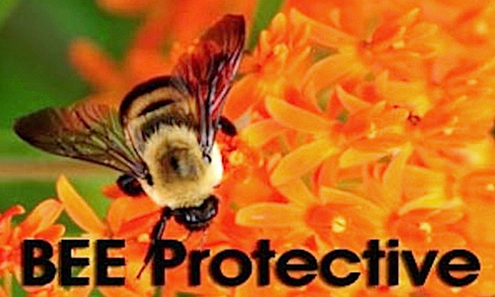 Half a Million Americans Urge EPA to Protect Bees
