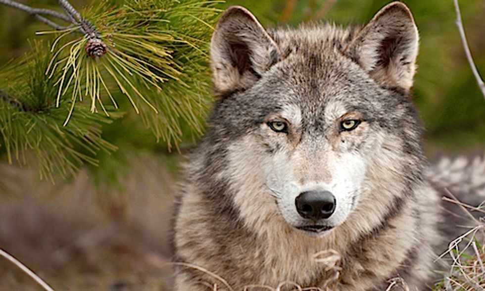 Idaho Passes Bill to Kill Hundreds of Wolves