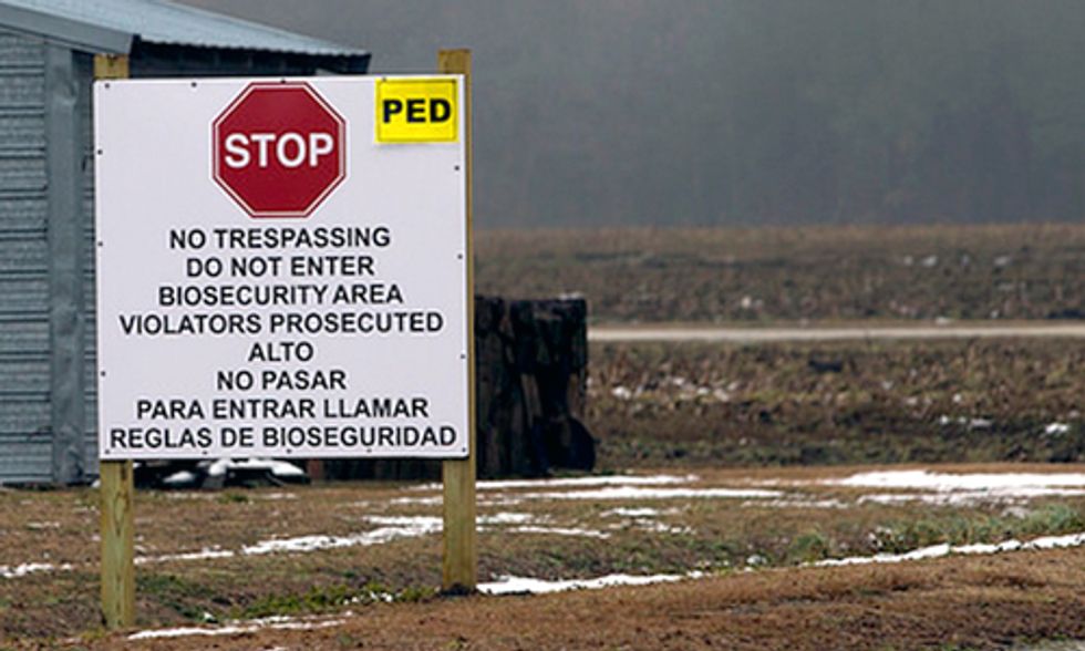 PED Epidemic Death Toll Reaches 5 Million, Hog Industry Scrambles for Solutions