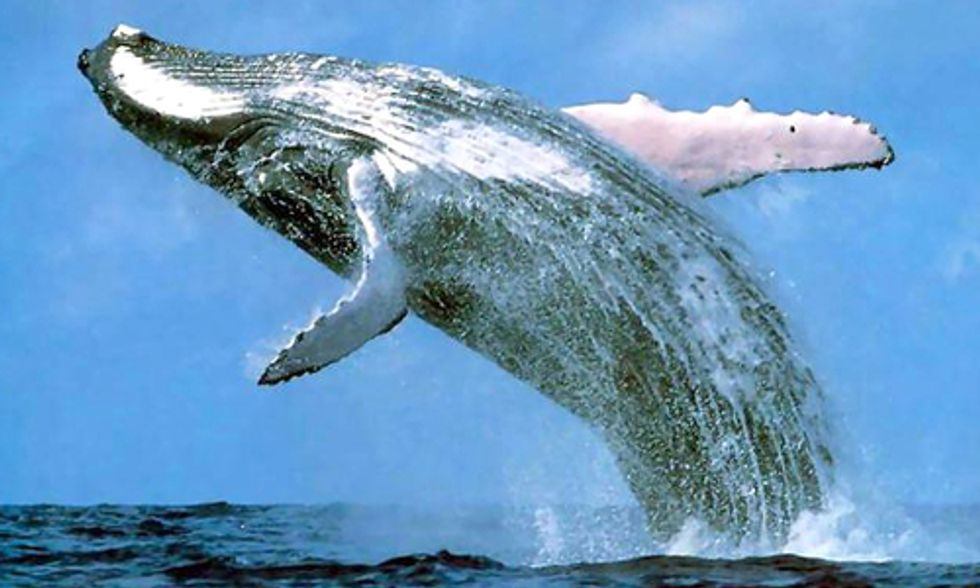 Report Exposes Products Driving International Killing and Trade of Whales