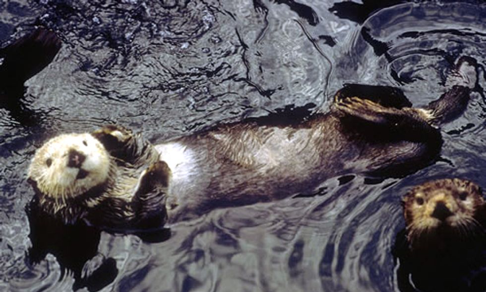 25 Years After Exxon Valdez: 'It's Worse Than We Thought'