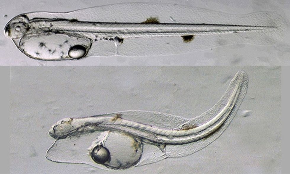 Evidence Finds BP Gulf Oil Disaster Causing Widespread Deformities in Fish
