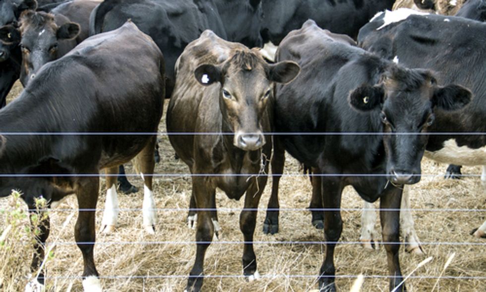 Organic Standards Lowered for Livestock in Drought-Ridden California