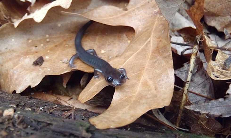 Climate Change Causing Salamanders to Shrink, Leaving Them Vulnerable to Predators and Extinction